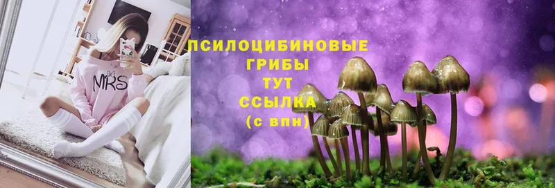 Псилоцибиновые грибы GOLDEN TEACHER  Демидов 